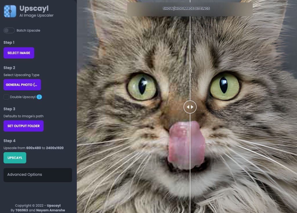 Upscayl kat foto - De beste AI-tools voor ondernemers - Motionmill Strategie